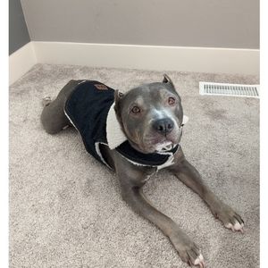 🥰🥳🥰 Host Pick! 🥰🥳🥰 🐕 Dog Jacket